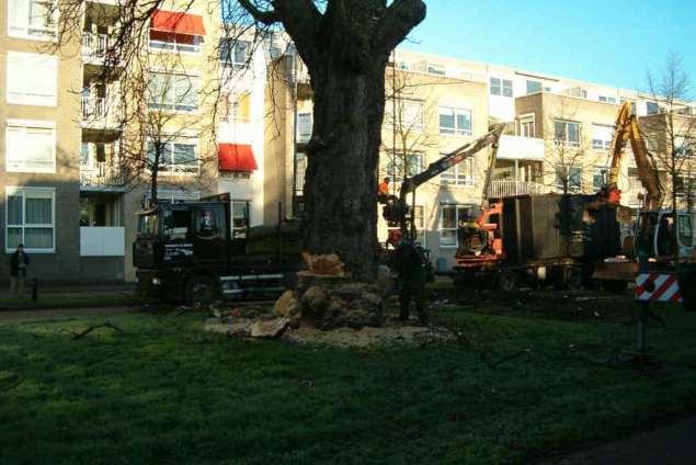 afvoeren van een groote kastanje boom in breda afvoeren van de stam en versnipperen takken tot houtchips.